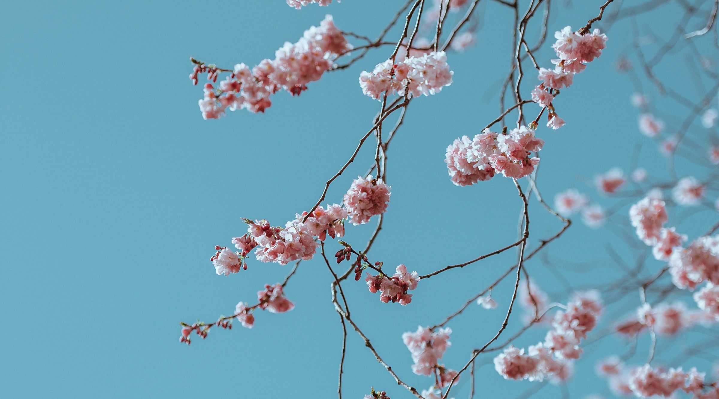 Regarder les cerisiers fleurir