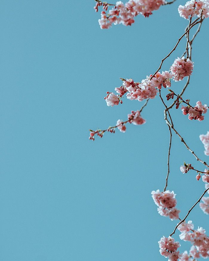 Regarder les cerisiers fleurir