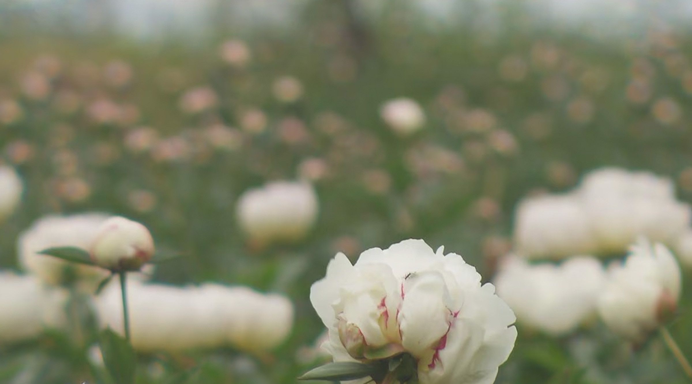 Le micro-marché aux pivoines