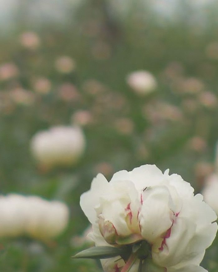 Le micro-marché aux pivoines