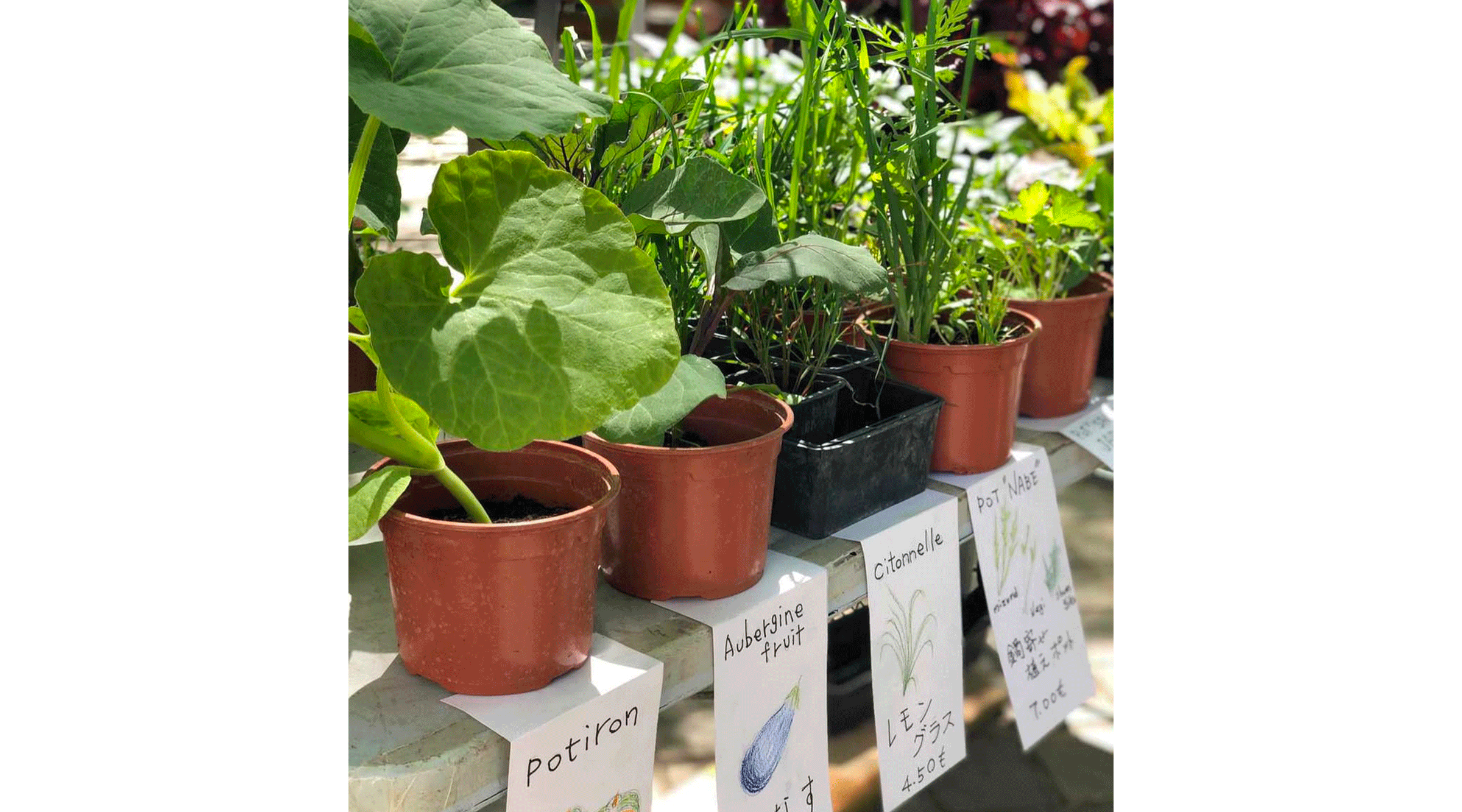 Vente de plantes japonaises