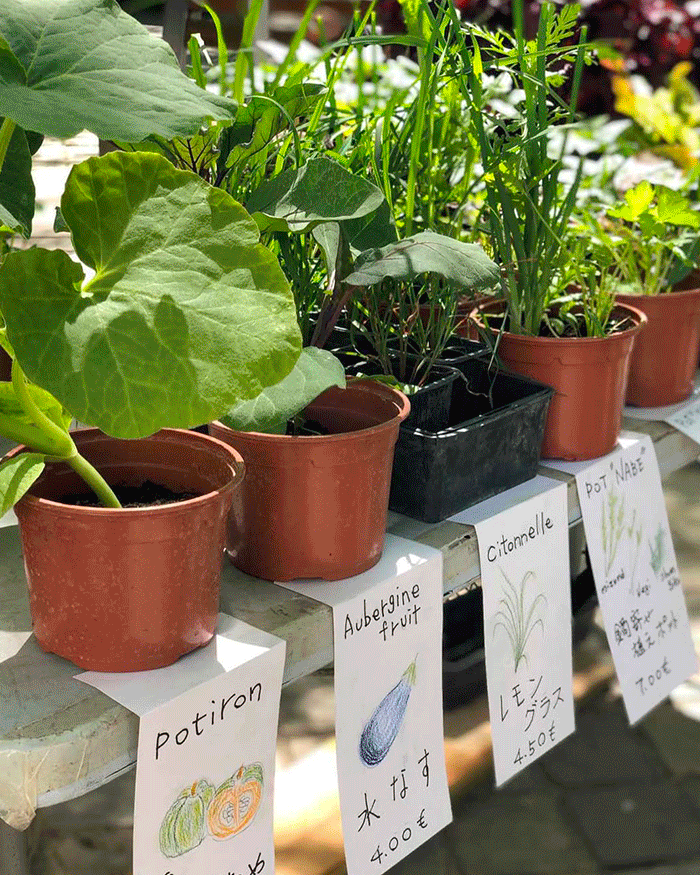 Vente de plantes japonaises