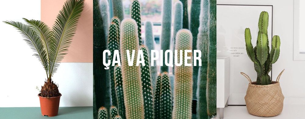 Le livreur de cactus