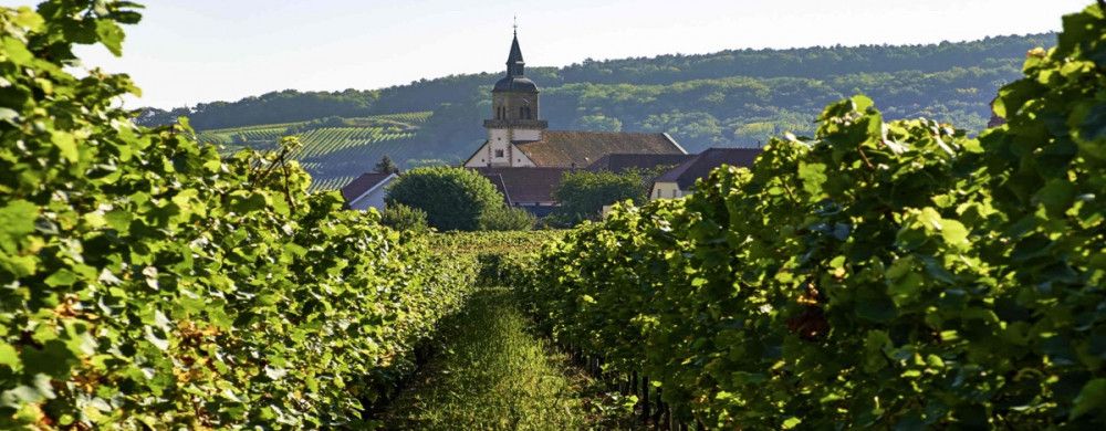 Une chambre au milieu des vignes