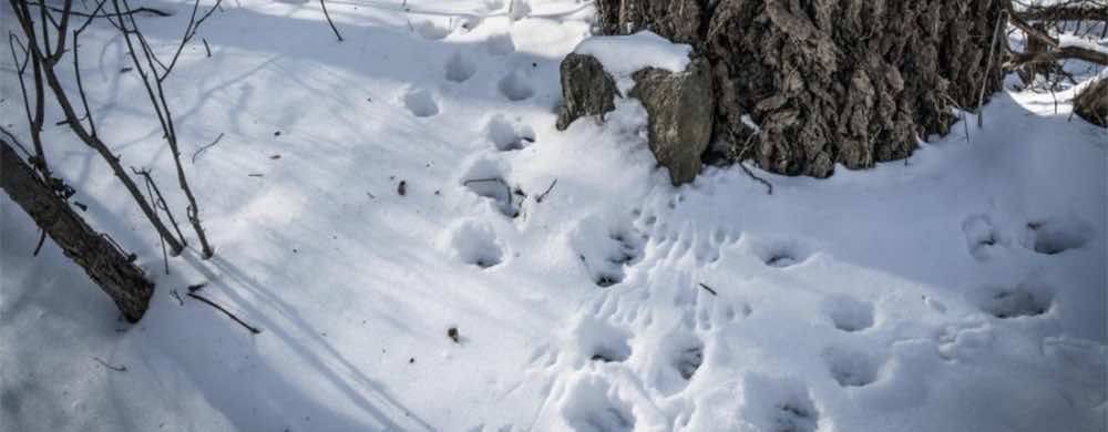 Sur la piste de l'émerveillement