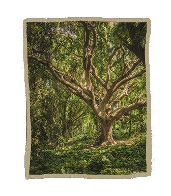 Un arbre