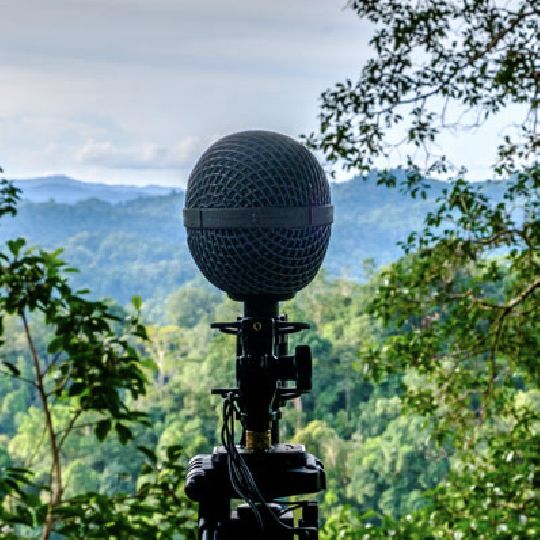 Savourer le silence de la nature